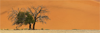  Panoramabild Akazie im Sossusvlei Namibia
