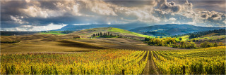  Panoramafoto Herbstliche Weinreben in der Toskana