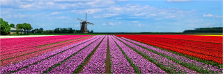  Panoramabild Tulpenfelder in Holland