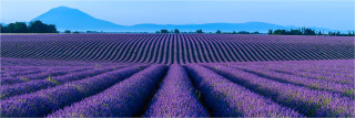  Panoramabild Lavendel in der Provence Frankreich