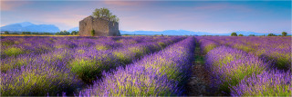  Panoramafoto Ruine im Lavendelfeld Provence Frankreich