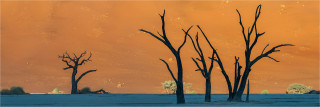  Panoramafoto Namibia verdörte  Bäume  vor Düne