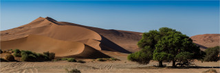  Panoramafoto Namibia  Akazie vor Düne Sossusvlei