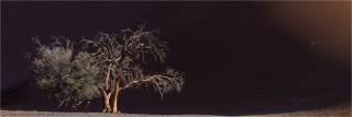  Panoramafoto Namibia  Baum vor Düne Sossusvlei