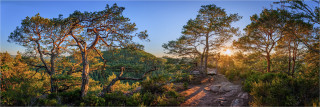  Panoramafoto Kiefernbäume im Pfälzer Wald