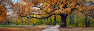  Panoramafoto Herbstliche Eiche im Park