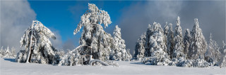  Panoramafoto  Winterliche Tannen im Hochschwarzwald