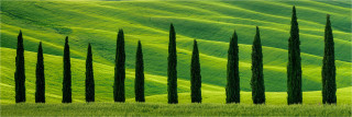  Panoramafoto Zypressen im Frühling der Toskana Italien