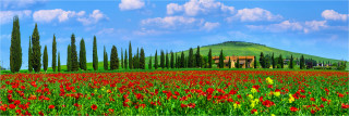  Panoramafoto Frühlings Mohnfeld in der Toskana