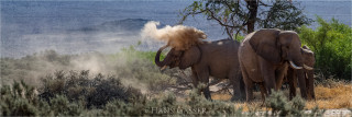  Panoramafoto Elefanten im Huabtal Namibia