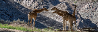  Panoramafoto Giraffenherde im Hoanib Tal Namibia 