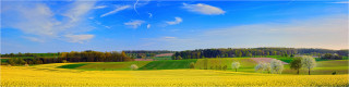  Panoramabild Frühlings Rapsfeld im Kraichgau