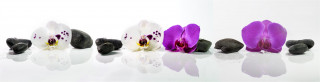  Panoramabild Rosa und Weiße Orchideen