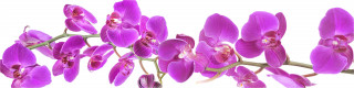  Panoramabild Rosa Orchideen