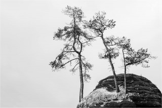  Wanddeko Einsamer Baum auf Felsen