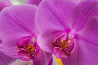  Wanddeko Rosa Orchidee