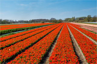  Wandbild Rotes Tulpenfeld Holland