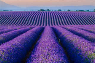  Wandbild Lavendelblüte Provence 
