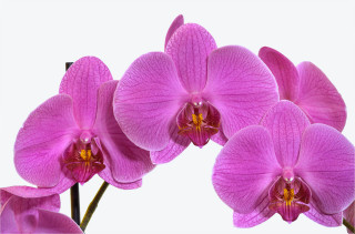  Wanddeko Orchidee in Pink