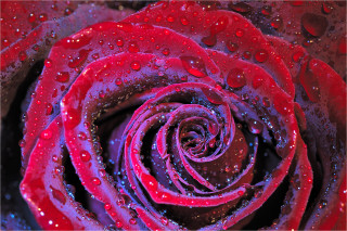  Wanddeko Rote Rose