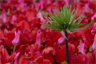  Wanddeko Grüne Pflanze im rotem Tulpenfeld