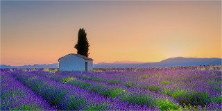  Panoramabild Hütte im Lavendelfeld Provence