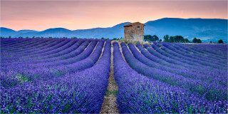  Panoramabild Hütte im Lavendelfeld Provence