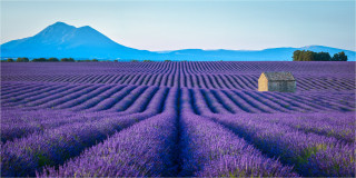  Panoramabild Lavendelblüte  Provence Frankreich