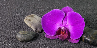 Panoramabild Rosa Orchidee mit Steinen