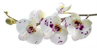  Panoramabild Weißer Orchideen Ast
