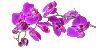  Panoramabild Rosa Orchideen 