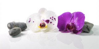 Panoramabild Rosa und Weiße Orchidee
