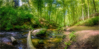  Panoramabild Verwunschener Bachlauf im Wald