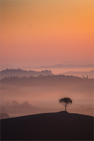  Wandbild Toskana Pinie im Morgennebel
