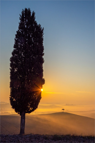  Wandbild Toskana Zypresse im Sonnenaufgang