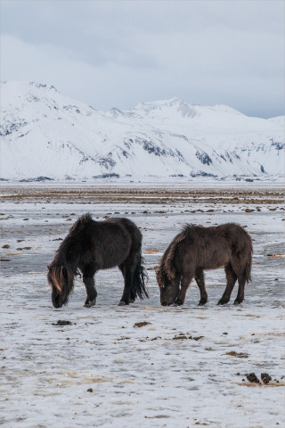  Wandbild Isländische Ponys im Winter