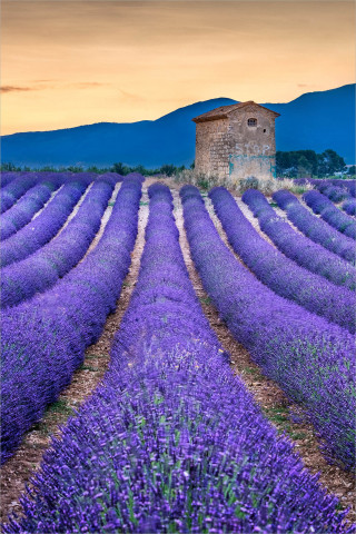  Wandbild Im Lavendelfeld Provence