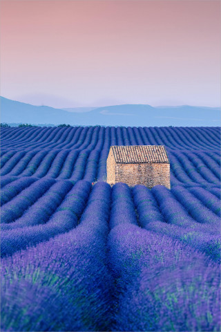  Wandbild Hütte im Lavendelfeld der Provence
