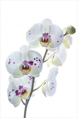  Wandbild Weiße Orchidee 