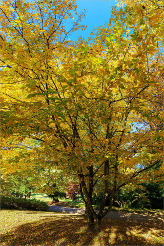  Wandbild Herbstlicher Baum in Gelb