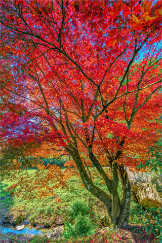  Wandbild Roter Ahornbaum