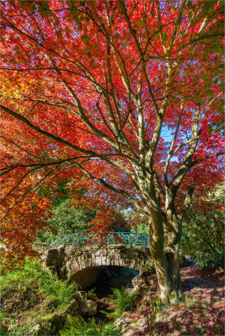  Wandbild Kleine Brücke am Ahornbaum