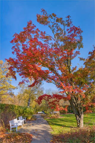  Wandbild Herbstlicher Ahornbaum im Park