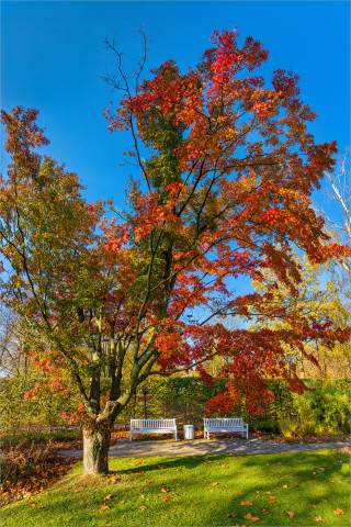  Wandbild Herbstbaum