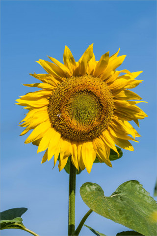  Wandbild Sonnenblume in Blüte