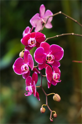  Wandbild Rote Orchideen